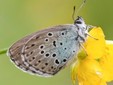 Aree protette della Valsesia, nuovi dati su farfalle e coleotteri: tre specie al centro dei monitoraggi Aree protette della Valsesia, nuovi dati su farfalle e coleotteri: tre specie al centro dei monitoraggi