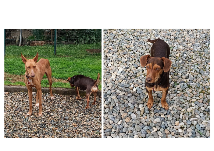 Che ne dite di adottare una bassottina stupenda e una Cirneca dell’Etna meravigliosa?