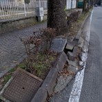 Borgosesia, al via l’abbattimento di circa 15 alberi in viale Rimembranze: “Scelta sofferta, ma prioritaria la sicurezza”