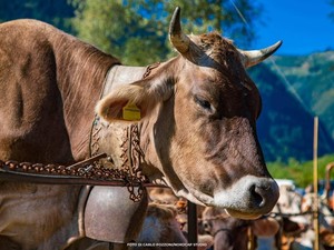 Dal 2027 le fiere agricole valsesiane entreranno nel calendario regionale