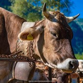 Dal 2027 le fiere agricole valsesiane entreranno nel calendario regionale Dal 2027 le fiere agricole valsesiane entreranno nel calendario regionale