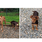 Che ne dite di adottare una bassottina stupenda e una Cirneca dell’Etna meravigliosa? Che ne dite di adottare una bassottina stupenda e una Cirneca dell’Etna meravigliosa?