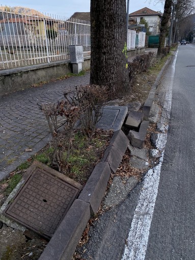 Borgosesia, al via l’abbattimento di circa 15 alberi in viale Rimembranze: “Scelta sofferta, ma prioritaria la sicurezza” Borgosesia, al via l’abbattimento di circa 15 alberi in viale Rimembranze: “Scelta sofferta, ma prioritaria la sicurezza”
