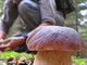 Funghi, la sicurezza comincia dalla raccolta: i consigli per evitare le intossicazioni (foto di repertorio) Funghi, la sicurezza comincia dalla raccolta: i consigli per evitare le intossicazioni (foto di repertorio)