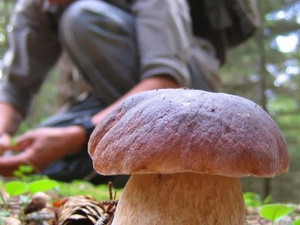 Funghi, la sicurezza comincia dalla raccolta: i consigli per evitare le intossicazioni (foto di repertorio) Funghi, la sicurezza comincia dalla raccolta: i consigli per evitare le intossicazioni (foto di repertorio)