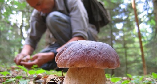 Scopello – Una lezione speciale sui funghi per i bambini delle primarie