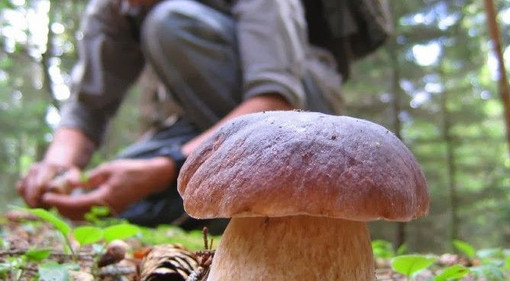 Funghi, la sicurezza comincia dalla raccolta: i consigli per evitare le intossicazioni (foto di repertorio) Funghi, la sicurezza comincia dalla raccolta: i consigli per evitare le intossicazioni (foto di repertorio)