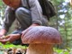 Scopello – Una lezione speciale sui funghi per i bambini delle primarie
