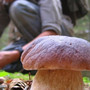 Funghi, la sicurezza comincia dalla raccolta: i consigli per evitare le intossicazioni (foto di repertorio) Funghi, la sicurezza comincia dalla raccolta: i consigli per evitare le intossicazioni (foto di repertorio)