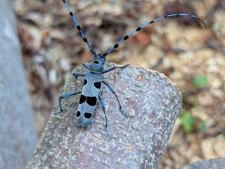 Aree protette della Valsesia, nuovi dati su farfalle e coleotteri: tre specie al centro dei monitoraggi Aree protette della Valsesia, nuovi dati su farfalle e coleotteri: tre specie al centro dei monitoraggi