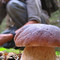 Funghi, la sicurezza comincia dalla raccolta: i consigli per evitare le intossicazioni (foto di repertorio)