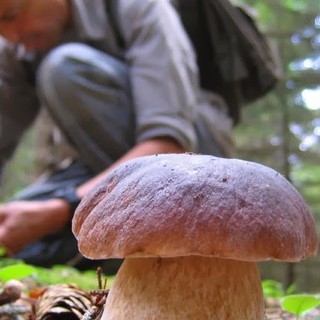 Scopello – Una lezione speciale sui funghi per i bambini delle primarie