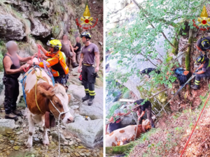 Animali bloccati in alta quota: complesso recupero in Val Sermenza