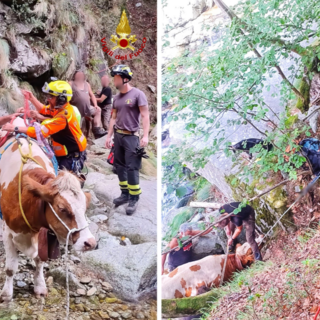 Animali bloccati in alta quota: complesso recupero in Val Sermenza