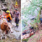 Animali bloccati in alta quota: complesso recupero in Val Sermenza Animali bloccati in alta quota: complesso recupero in Val Sermenza