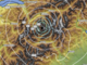 Sisma di magnitudo 3.4 nel Canton Vallese, avvertito anche in Valsesia