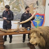Dal Novarese: Trappole nei boschi del Ticino, poi il blitz: sequestrati armi e un leone impagliato Dal Novarese: Trappole nei boschi del Ticino, poi il blitz: sequestrati armi e un leone impagliato