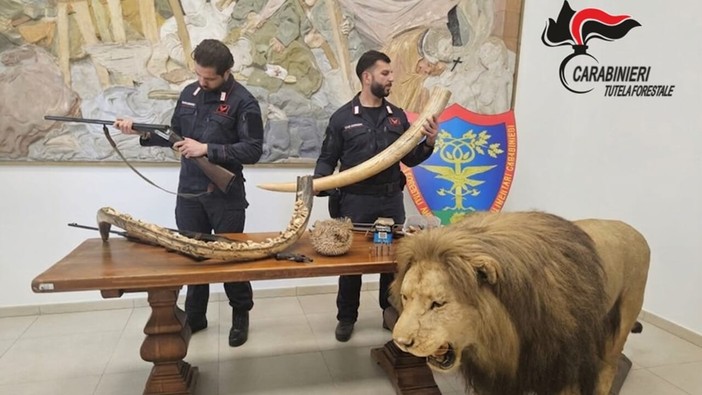 Dal Novarese: Trappole nei boschi del Ticino, poi il blitz: sequestrati armi e un leone impagliato Dal Novarese: Trappole nei boschi del Ticino, poi il blitz: sequestrati armi e un leone impagliato