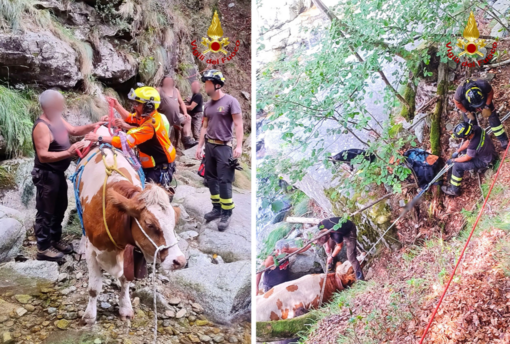 Animali bloccati in alta quota: complesso recupero in Val Sermenza Animali bloccati in alta quota: complesso recupero in Val Sermenza
