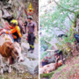 Animali bloccati in alta quota: complesso recupero in Val Sermenza