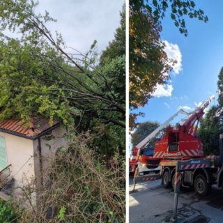 Pianta crolla su un'abitazione: intervengono i Vigli del Fuoco di Arona e Romagnano Sesia