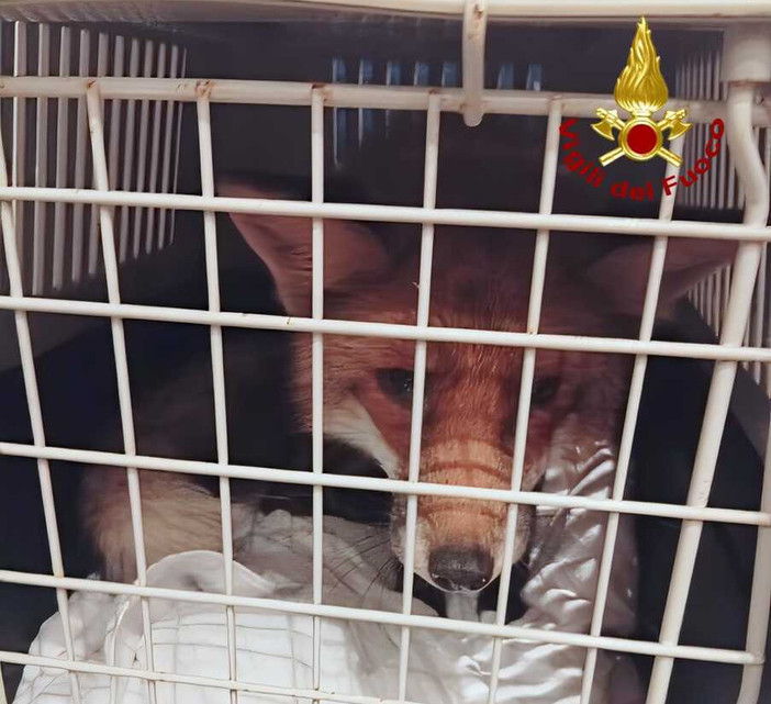 Santhià, volpe entra in un negozio, la recuperano i Vigili del Fuoco