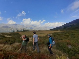 All’Alpe Sorbella un progetto da 193mila euro per tutelare pascoli, torbiere e fagiano di monte All’Alpe Sorbella un progetto da 193mila euro per tutelare pascoli, torbiere e fagiano di monte