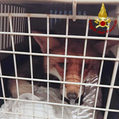 Santhià, volpe entra in un negozio, la recuperano i Vigili del Fuoco