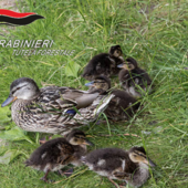 Vercelli: Salvati otto anatroccoli in strada: intervento dei Carabinieri Forestali