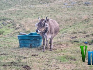Nel cuore della montagna: la scelta di vita di Davide e Alessia, tra animali, formaggi e libertà VIDEO