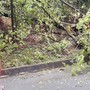 Ancora alberi sulla strada, intervento a Trivero (foto di repertorio)