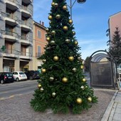 Luci e magia: a Quarona arriva il grande albero di Natale Luci e magia: a Quarona arriva il grande albero di Natale