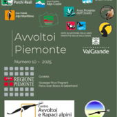 Gipeti in Valsesia: nel 2025 calano gli avvistamenti nelle aree protette e nei siti Natura 2000
