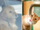 Caldo estivo, anche gli animali sono in pericolo: come proteggere i nostri amici a quattro zampe