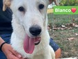 Biella, quattro cuccioli cercano casa: l'appello di Scodinzolando con Flo ETS