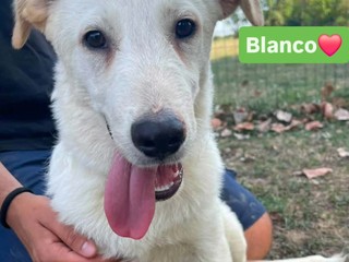Biella, quattro cuccioli cercano casa: l'appello di Scodinzolando con Flo ETS
