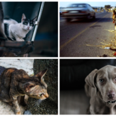 Pene più severe per chi abbandona gli animali