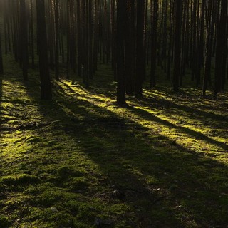 Giornata internazionale delle foreste, dalla tutela del clima ai tartufi: i boschi del Piemonte al centro delle politiche della Regione (foto di repertorio) Giornata internazionale delle foreste, dalla tutela del clima ai tartufi: i boschi del Piemonte al centro delle politiche della Regione (foto di repertorio)