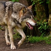 Predazione da grandi carnivori, dalla Regione una dotazione di 744mila euro: i capi saranno risarciti al 100% (foto di repertorio) Predazione da grandi carnivori, dalla Regione una dotazione di 744mila euro: i capi saranno risarciti al 100% (foto di repertorio)
