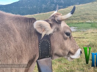 Nel cuore della montagna: la scelta di vita di Davide e Alessia, tra animali, formaggi e libertà VIDEO
