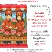 Gattinara, azalee della Croce Rossa per la Festa della Mamma