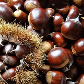A Coggiola è partito il conto alla rovescia per la Castagnata Avisina A Coggiola è partito il conto alla rovescia per la Castagnata Avisina
