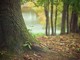 Un albero contro l’omofobia Un albero contro l’omofobia
