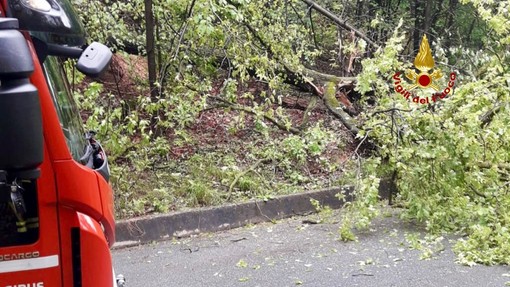 Ancora alberi sulla strada, intervento a Trivero (foto di repertorio)