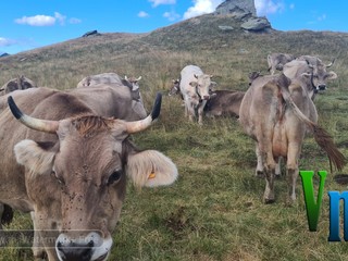 Nel cuore della montagna: la scelta di vita di Davide e Alessia, tra animali, formaggi e libertà VIDEO