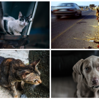 Pene più severe per chi abbandona gli animali