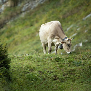 Rimella mette all’asta l’Alpe Biserosso per la stagione di monticazione 2026