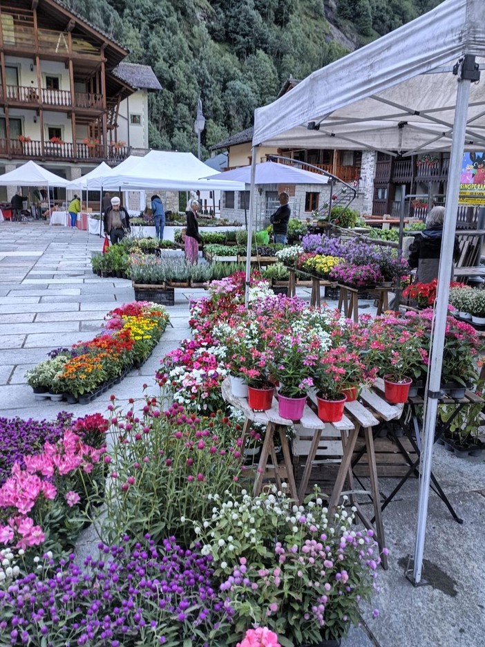 Achillea Ewulebi 2025: natura, arte e tradizione tra le montagne di Alagna FOTO