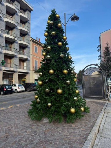 Luci e magia: a Quarona arriva il grande albero di Natale Luci e magia: a Quarona arriva il grande albero di Natale