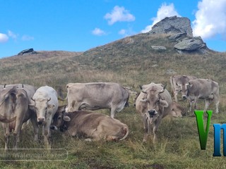 Nel cuore della montagna: la scelta di vita di Davide e Alessia, tra animali, formaggi e libertà VIDEO